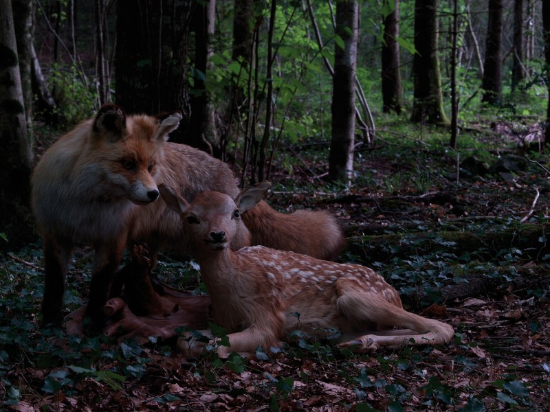 Streifz&uuml;ge durch das k&uuml;nstlerische Werk von Anita Regli