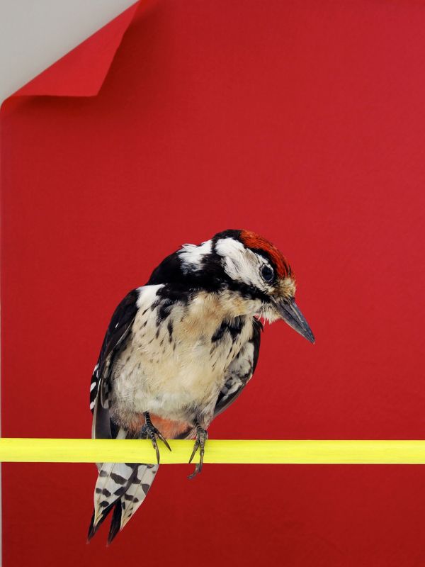 One Day Happy Birds